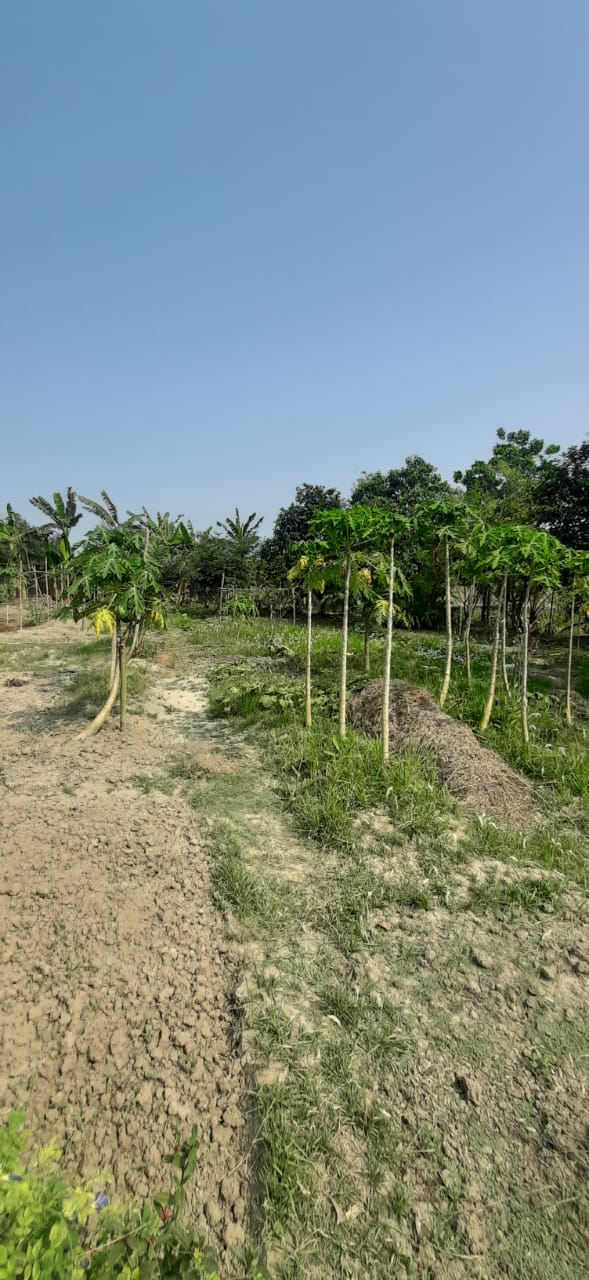 Falta,Mala Radhapur,50katha Land with 2Storey Bagan Bari (OA376)