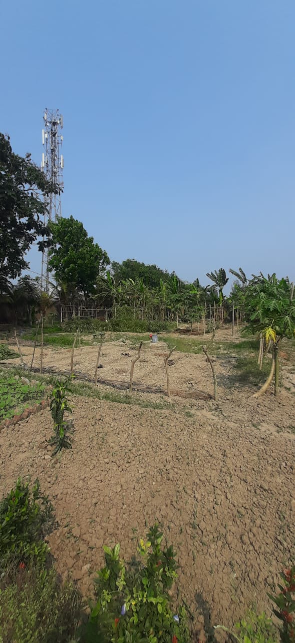 Falta,Mala Radhapur,50katha Land with 2Storey Bagan Bari (OA376)