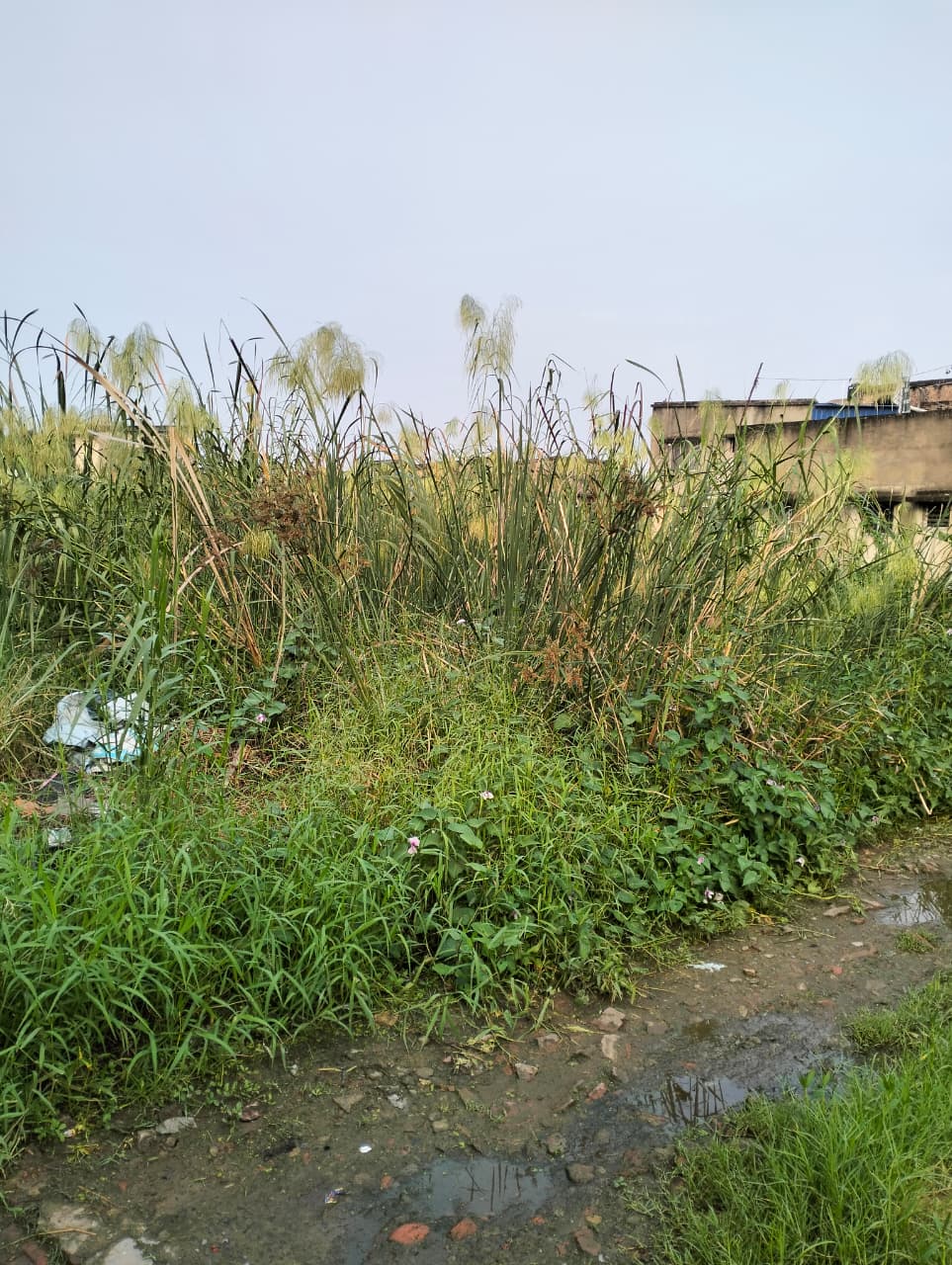 Maheshtala Shibrampur,Beledanga Bi Lane,Residential Land (OA413)