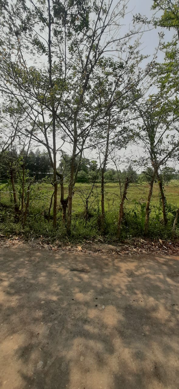 Falta,Mala Radhapur,50katha Land with 2Storey Bagan Bari (OA376)