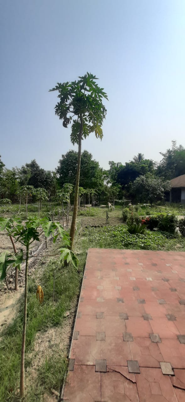 Falta,Mala Radhapur,50katha Land with 2Storey Bagan Bari (OA376)