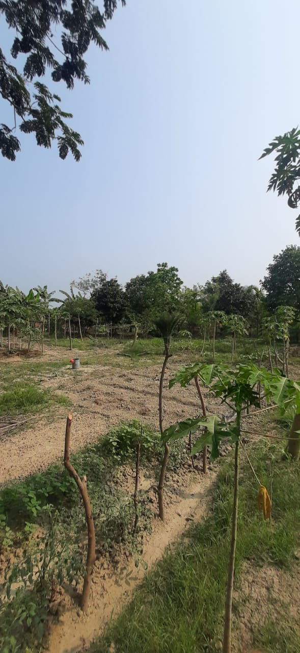 Falta,Mala Radhapur,50katha Land with 2Storey Bagan Bari (OA376)