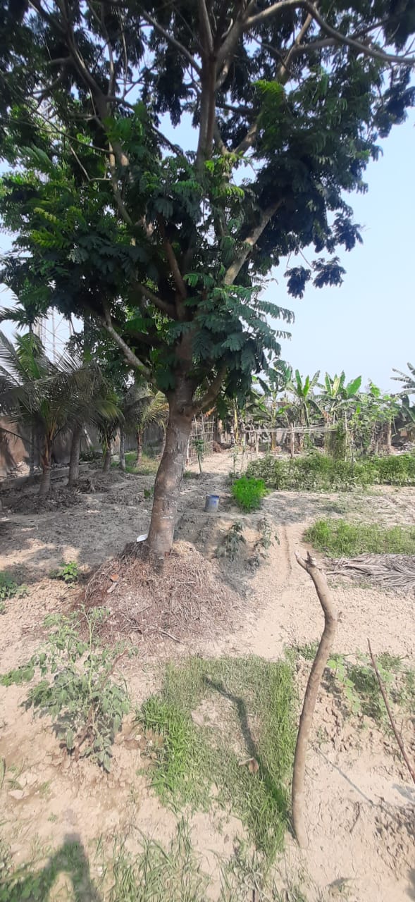 Falta,Mala Radhapur,50katha Land with 2Storey Bagan Bari (OA376)